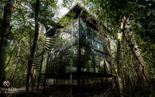 Tree60°: Inversión Sustentable en la Selva